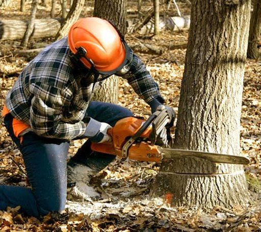 Tree Removal in Haynesville, VA